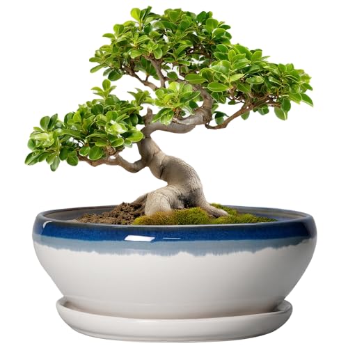 Bonsai Pots 10 Inch Ceramic Pots for Succulents (10 Inch / Blue Off-white)