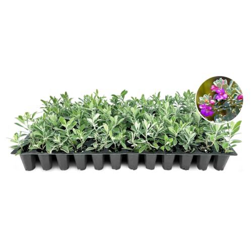Texas Sage 60 Live Plants (2 Inch / 60 Plants)