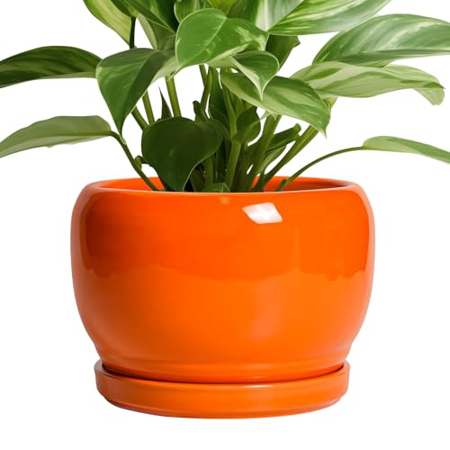 Ceramic Pot for Plants