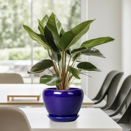 6 Inch Plant Pot