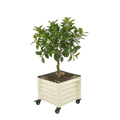 Classic Rolling Citrus Tree Planter (Pearl White / 1.75'X1.75')
