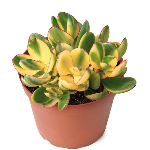 Golden Jade Crassula Ovata 'Hummel Sunset' (Golden Jade)