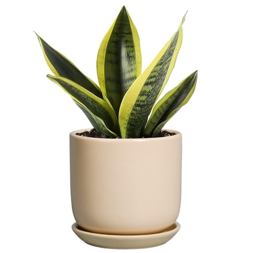 Ceramic Flower Pot 5 Inch