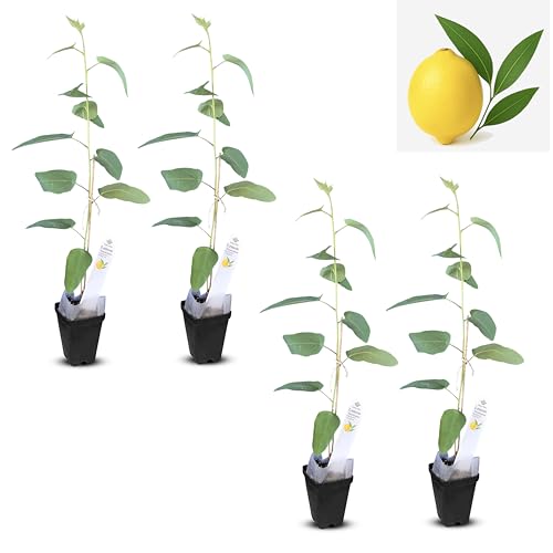 Lemon Eucalyptus Aromatic Starter (4 Count (Cup) / eucal-lemon)