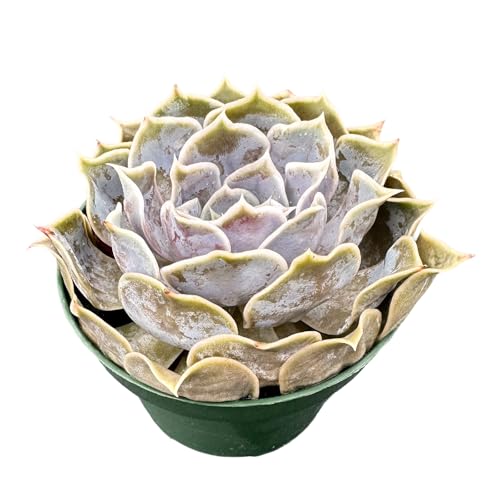 Echeveria Desert Camels (Echeveria Desert Camels)