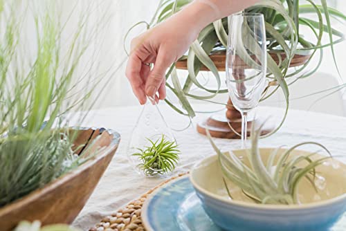 12 Pack Air Plants Red Abdita Tillandsia (12 Count)