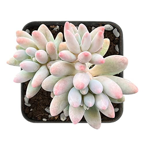 Pachyphytum 'Machucae' Baby Finger Live Succulent Plant (Pachyphytum 'Machucae' Baby Finger)