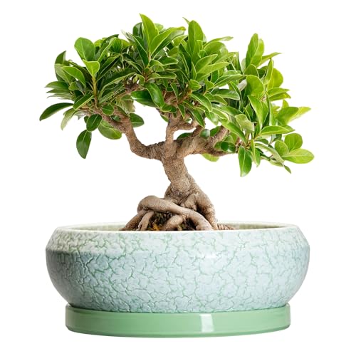 Bonsai Pots Ceramic (8 Inch / Bright Green-white)