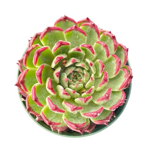 Echeveria 'Night' (Echeveria 'Night')