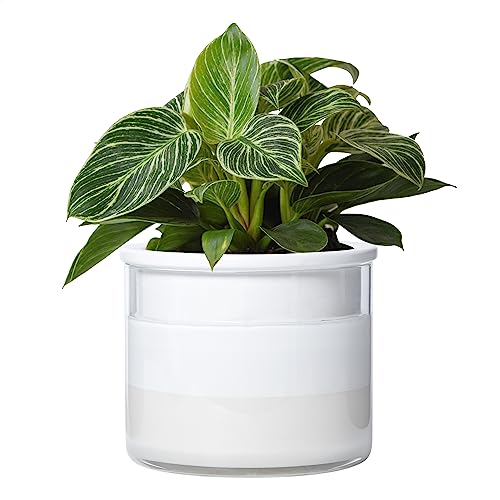 6 Inch Self Watering Planter (6" (1 Pack) / White)