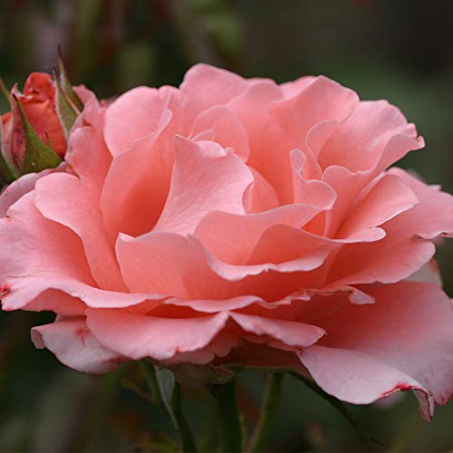 Heirloom Hybrid Tea Roses (Paris de Yves St. Laurent)