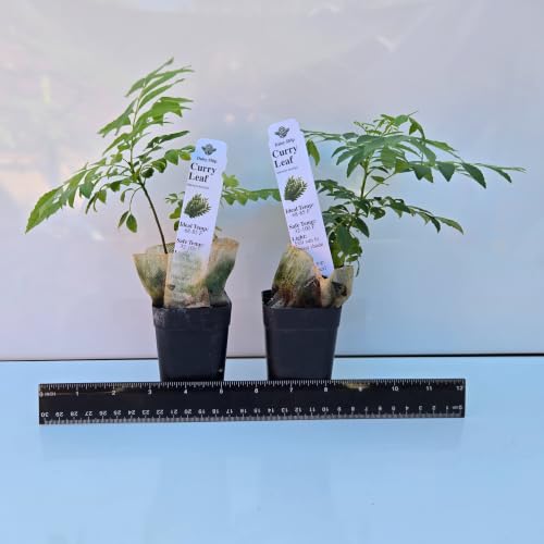 Daisy Ship Curry Leaf Plant Live Murraya Koenigii (1-Pack (Cup) / curry)