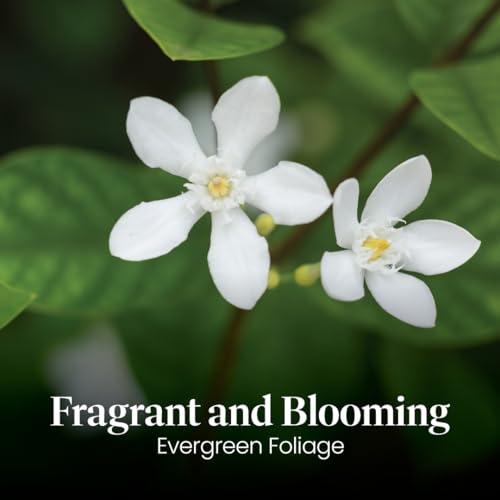 Live Confederate Jasmine (Confederate / 6-Inch Pot)