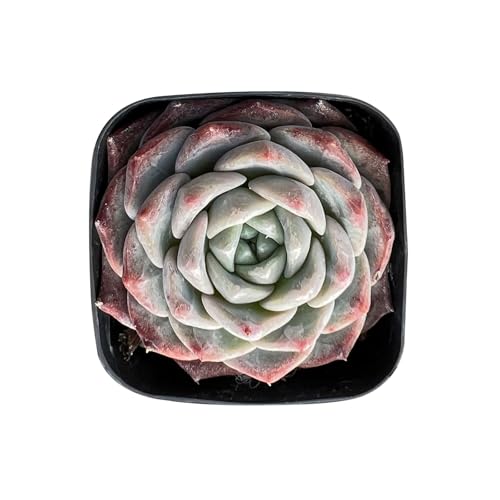 Echeveria Snow Fairy in 2" Pot (Echeveria Snow Fairy)