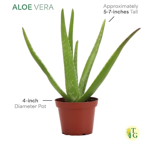 Live Aloe Vera Plant