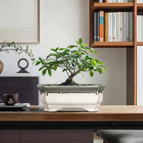 Ceramic Bonsai Pots (11 Inch / Rectangular Beige-grey)