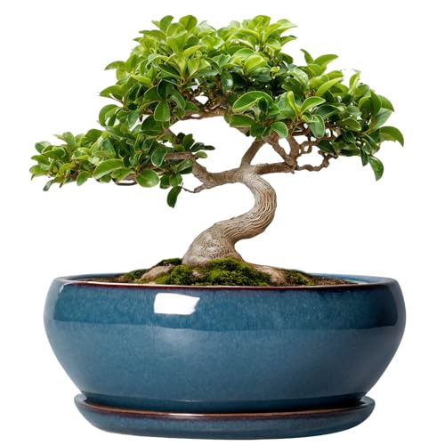 Bonsai Pots 8 Inch Ceramic Succulent Pots with Drainage Hole and Saucer