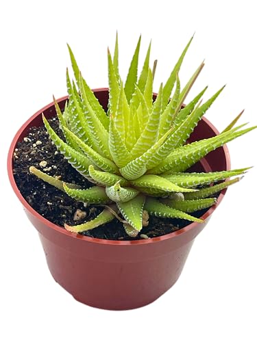 Live Succulent 4" Variegated Haworthia Fasciata (4" / Variegated Haworthia Fasciata)