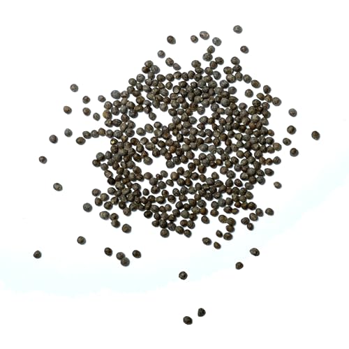 Green Shiso Seeds to Plant Heirloom Non (2 Packs)
