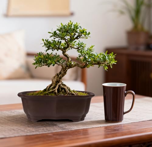 2 Pack 8" Unglazed Ceramic Bonsai Tree Pot Training Planter with Drainage Wiring Hole (2Pcs 8" Rectangle)