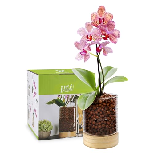C3 Glass Orchid Pot