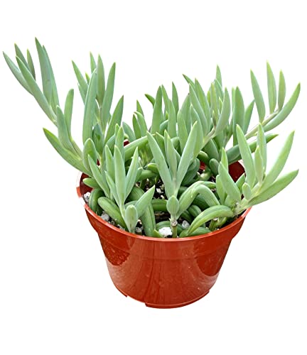 Live Succulent 4" String of Bananas (4" / String of Bananas)