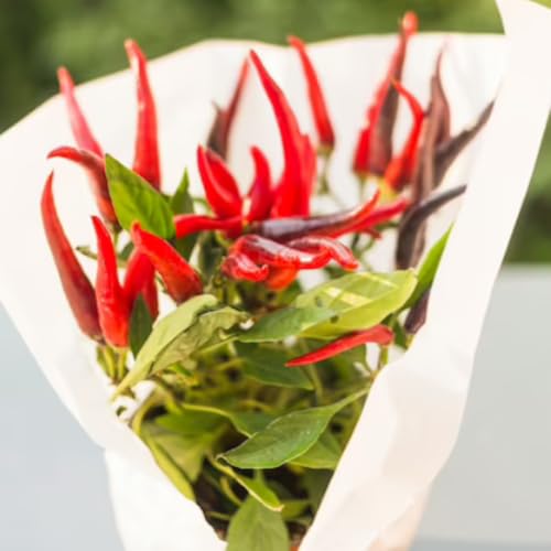 Red Pepper Live Plant (Long Thin Red Pepper)
