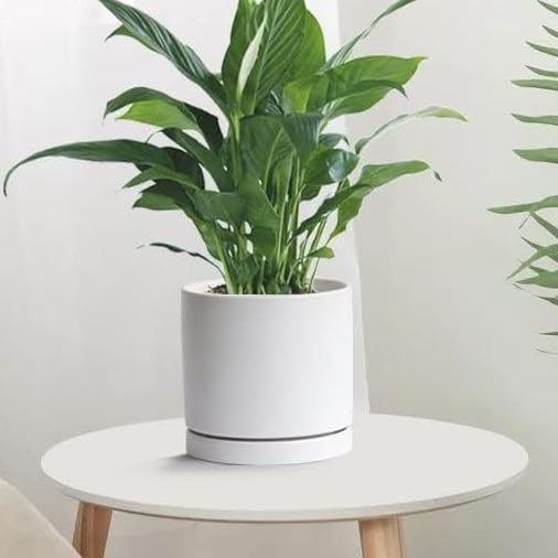 Ceramic Plant Saucer Pot Tray 6、8、10 Inch White (6+8+10in 3pack / White)