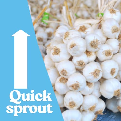 1 LB Top Size Hardneck Softneck Garlic Bulbs for Planting in Fall (Random Mix)