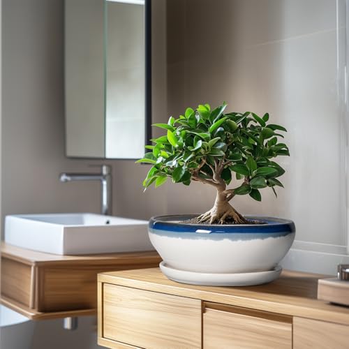 Bonsai Pots 10 Inch Ceramic Pots for Succulents (10 Inch / Blue Off-white)