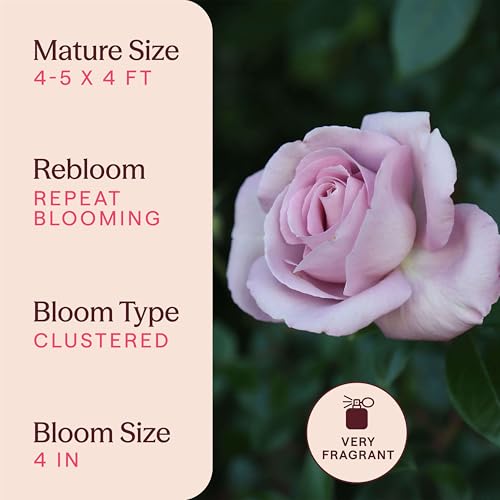 Heirloom Floribunda Roses (Le Petit Prince)
