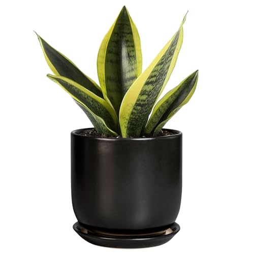 Ceramic Pot for Plants 5 Inch
