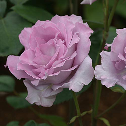 Heirloom Hybrid Tea Roses (Blue Moon)