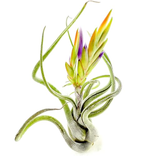 Air Plants Flowering Tillandsia Caput Medusae (3 Count)