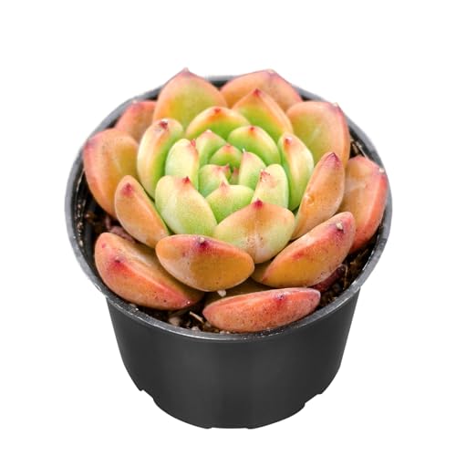 Echeveria agavoides 'Red Veil' (Echeveria agavoides 'Red Veil')