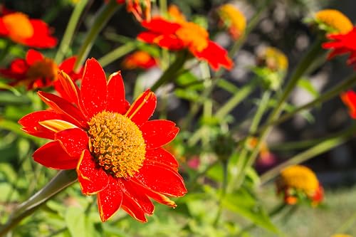 50+ Sunflower Seeds for Planting