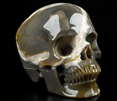 5.0" African Petrified Wood Super Realistic Crystal Carved Crystal Skull. Hand Carved Gemstone Fine Art Sculpture.2260 Z8