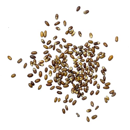 Rosemary Seeds to Plant Heirloom Non (5 Packs)