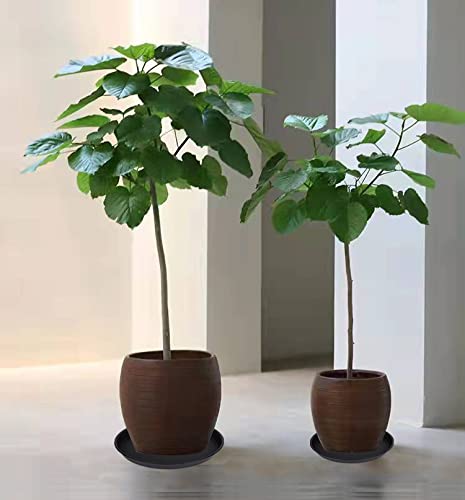 2 Pack of 8 inch Plant Saucer Clear (8" (2 pack) / Black)