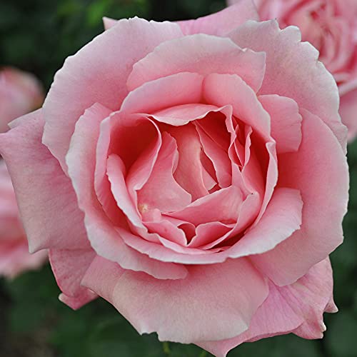 Heirloom Hybrid Tea Roses (Tiffany)