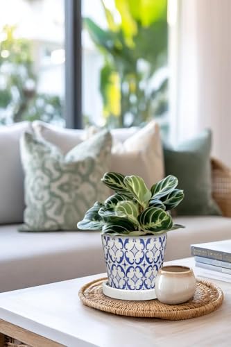 Small Ceramic Pots for Plants (Blue & White)