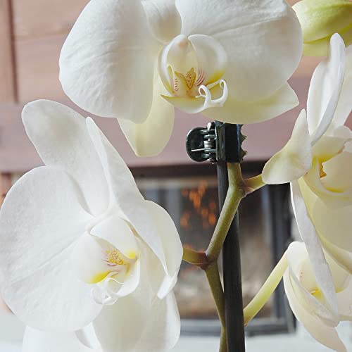 Orchid Clips ARRITZ 100pcs Garden Plant Clips for Vines Flowers Keep Stems Vines Flowers Grow Upright (100 Count)