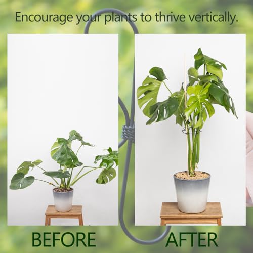 5.5×4.7IN Monstera Plant Stem Support (Black / 5.5IN*4.7IN)