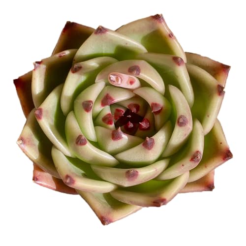 Echeveria Agavoides Blue Dragon Rare Live Succulent Plants (Echeveria Blue Dragon)