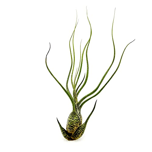 Live Air Plants