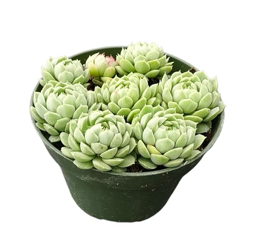 Echeveria Hailstones (Echeveria Hailstones)