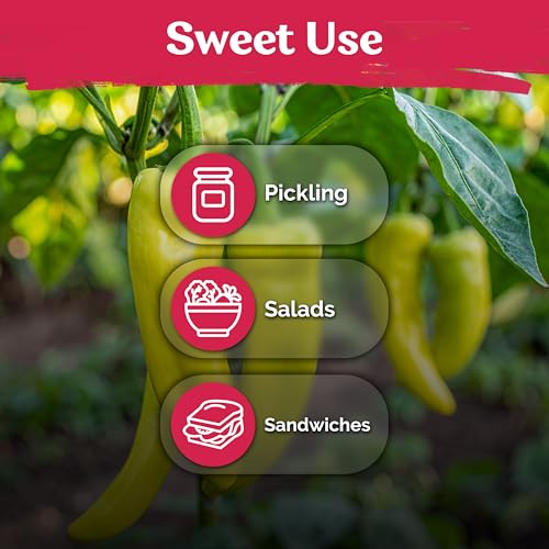 100 Sweet Banana Pepper Heirloom Vegetable Seeds
