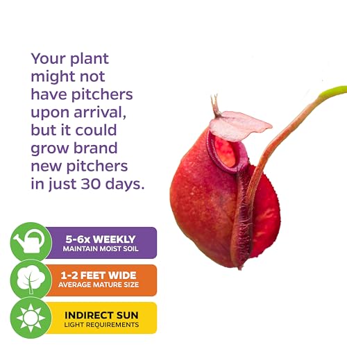Lady Luck Pitcher Plants (Lady Luck)