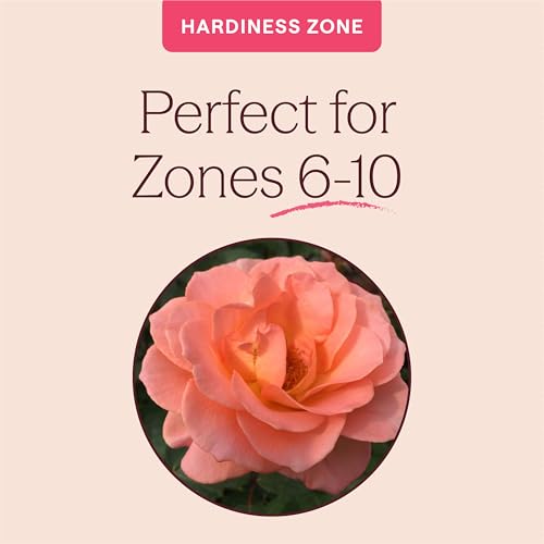 Heirloom Floribunda Roses (Jump For Joy)