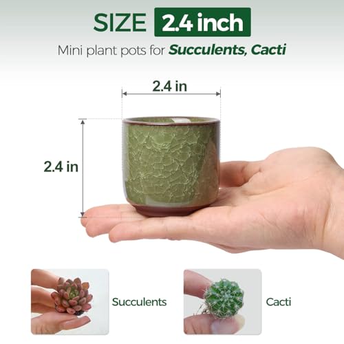 Mini Succulent Pots (12 Count)
